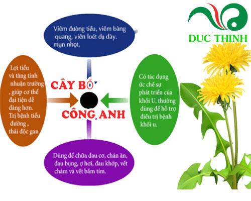 tac_dung_cua_re_bo_cong_anh