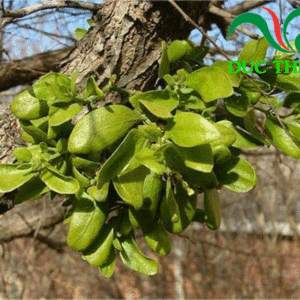 cây tằm gửi