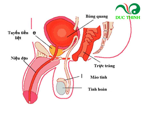 Tác dụng của tam thất bắc cho sức khỏe