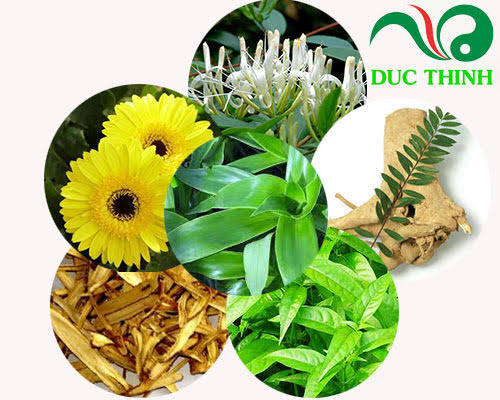 thành phần Trà lược vàng Thiên phúc