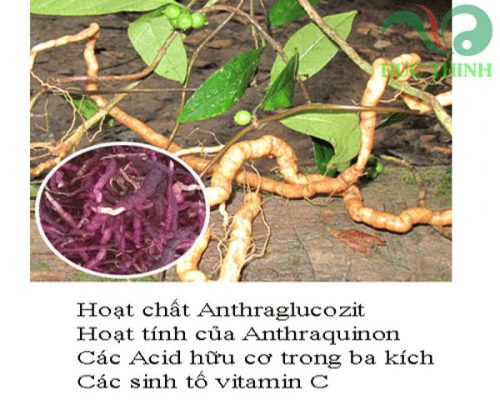 thanh_phan_duoc_tinh_co_trong_ba_kich_tim