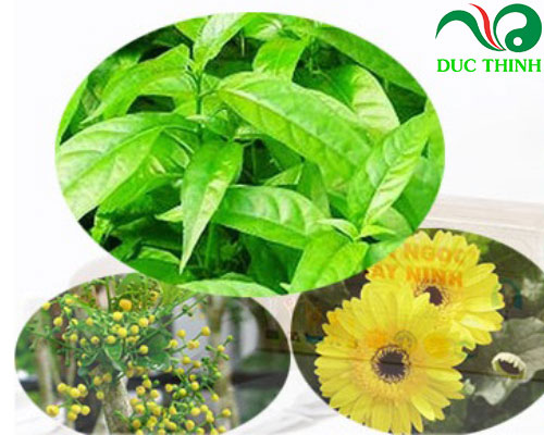 thanh_phan_duoc_lieu_co_trong_tra_hoan_ngoc