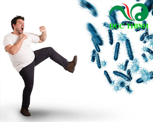 Thục địa giúp tăng cường hệ miễn dịch