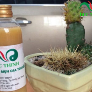 Thuốc nam trị mụn Đức Thịnh