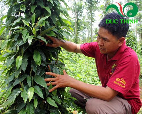 Cây tiêu lốt