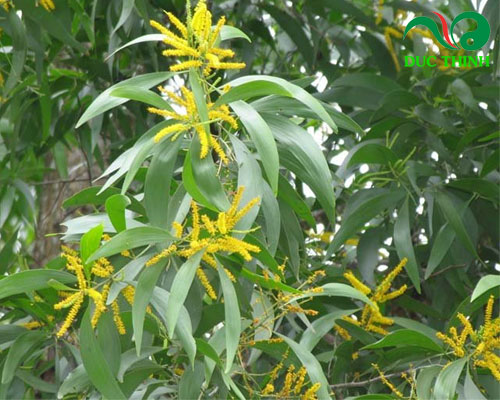 Tinh dầu tràm trà trị mụn hiệu quả như thế nào?