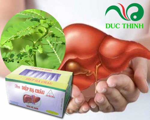 trà diệp hạ châu điều trị viêm gan
