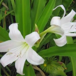 cây trinh nữ hoàng cung