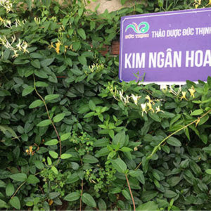 kim ngân hoa