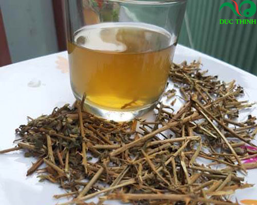 Cách sử dụng cà gai leo tươi