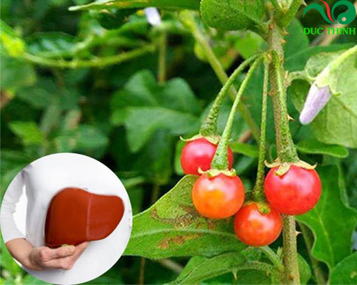 Tổng hợp những cây thuốc nam chữa bệnh gan 2020