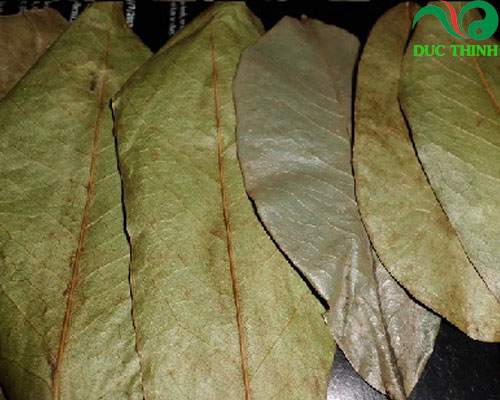 Công dụng của lá mãng cầu xiêm