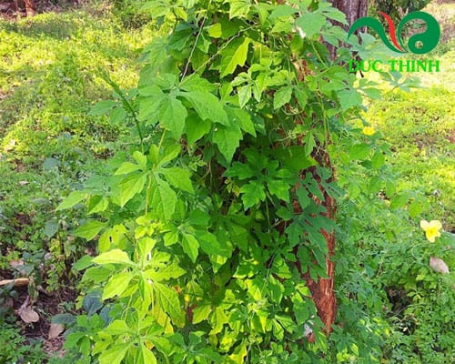 dây khổ qua rừng trị bệnh