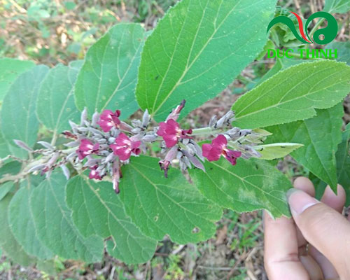 Phân biệt cây an xoa hoa tím và an xoa hoa trắng