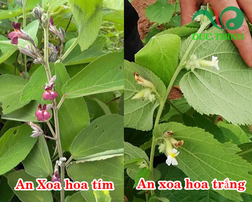 phan biet an xoa trang va tim