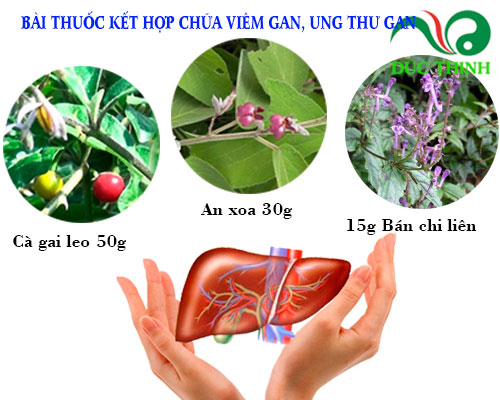 bài thuốc hỗ trợ điều trị viêm gan, ung thư gan từ cây an xoa