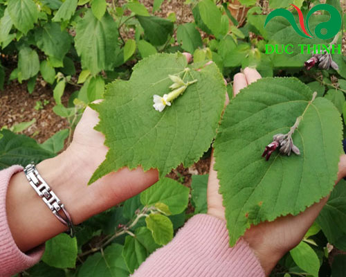 so_sanh_an_xoa_hoa_trang_hoa_tim