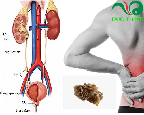 bài thuốc hoa đu đủ đực