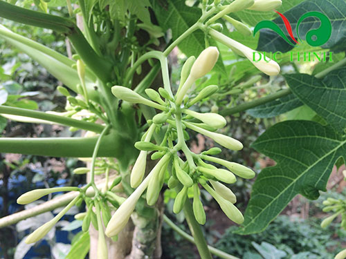 Bài thuốc Hoa đu đủ đực chữa sỏi thận hiệu quả