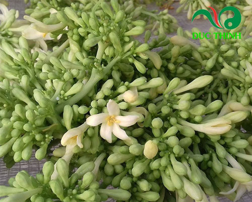 hoa đu đủ đực chữa sỏi mật