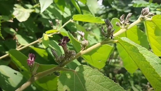 Đặc điểm của cây an xoa