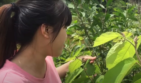 Cây an xoa có tác dụng phụ không?