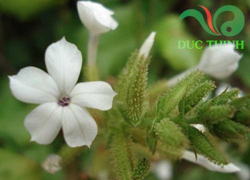 Cây bạch hoa xà trị viêm xoang có tốt không