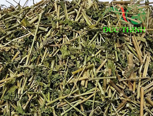 hình ảnh cây xương khỉ phơi khô