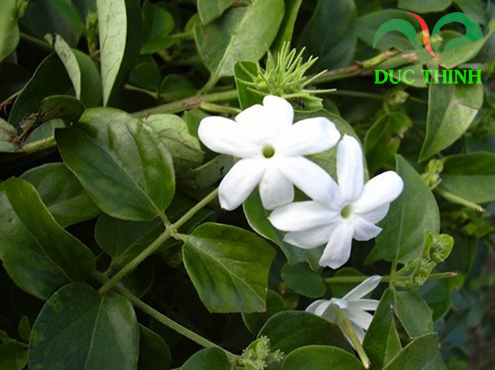 hình ảnh chè vằng