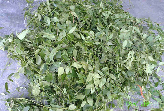 hình ảnh chè vằng