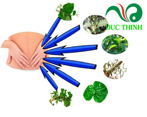 Bài thuốc từ cây chìa vôi chữa thoát vị đĩa đệm