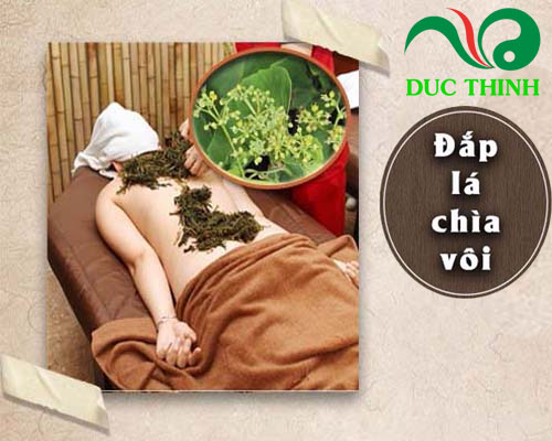 Bài thuốc đắp từ cây chìa vôi