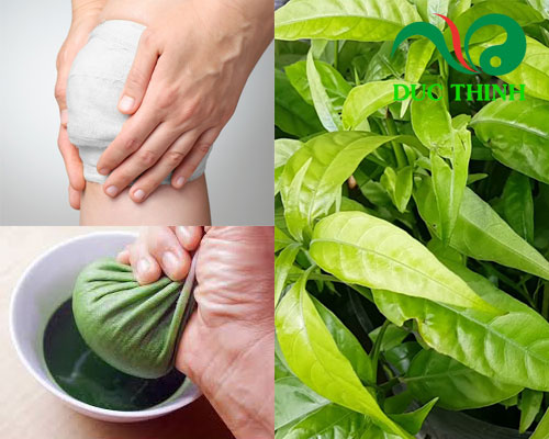 Bài thuốc đắp từ cây hoàn ngọc
