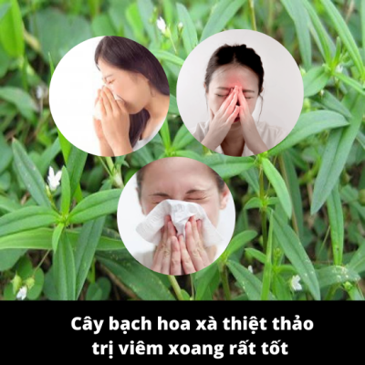 Cây bạch hoa xà trị viêm xoang có tốt không