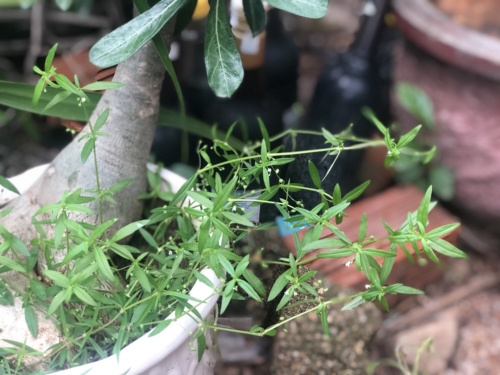 Cây bạch hoa xà thiệt thảo chữa bệnh gì