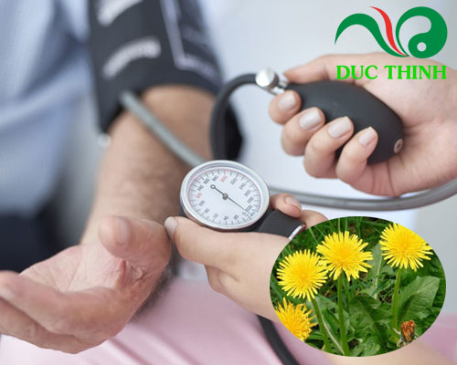 Rễ cây bồ công anh ổn định huyết áp 