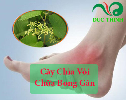 Cây chài vôi chữa bong gân