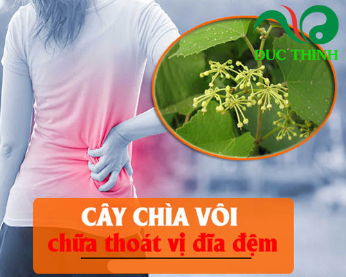 tác dụng chữa bệnh của cây chìa vôi