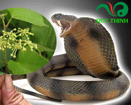 cây chìa vôi trị bệnh gì