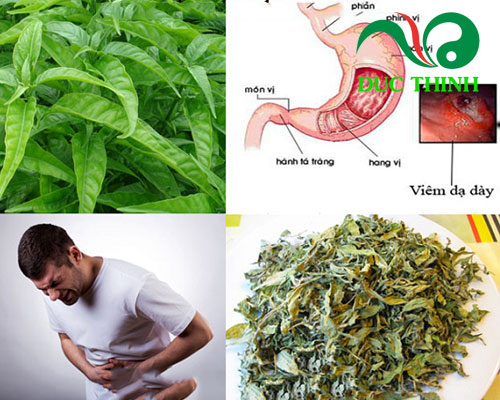 Cây hoàn ngọc chữa viêm dạ dày