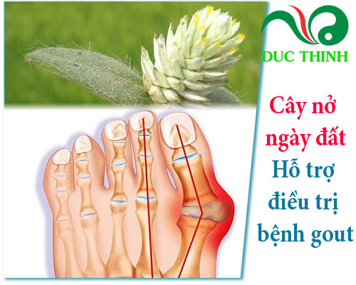 Cây nở ngày đất điều trị bệnh gout
