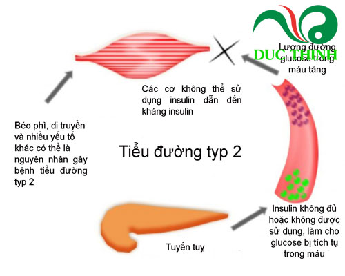 Cây nở ngày đất điều trị bệnh tiểu đường