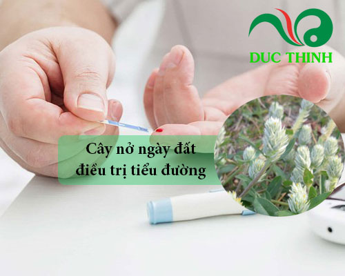 Cây nở ngày đất trị bệnh tiểu đường