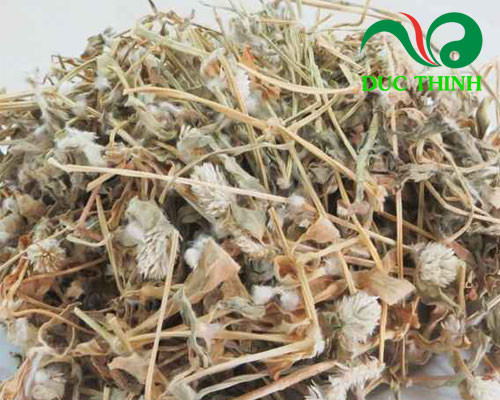 Cây nở ngày đất khô