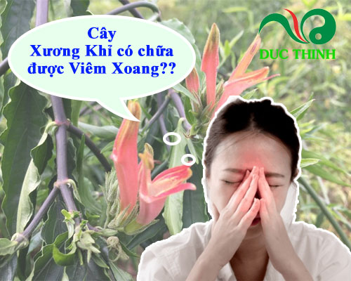 Xương khỉ có tác dụng làm giảm tình trạng viêm tái phát không?
