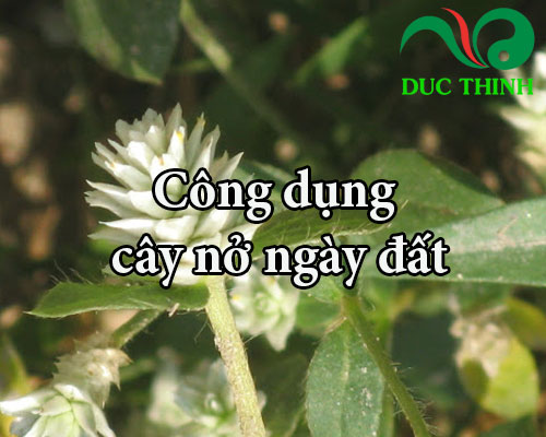 Công dụng của cây nở ngày đất