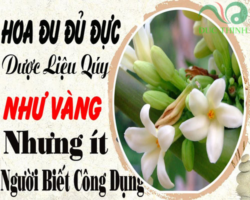 Cách ngâm rượu hoa đu đủ đực