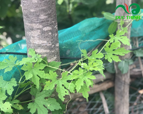 Mua dây khổ qua rừng ở đâu