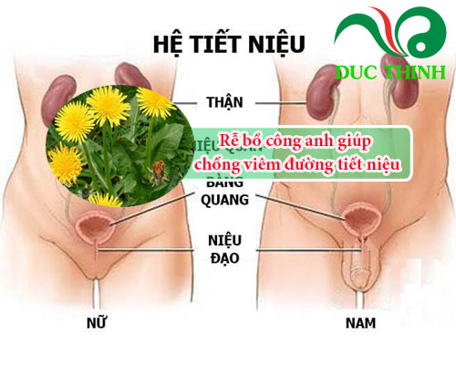 Rễ cây bồ công anh giúp chống viêm đường tiết niệu 