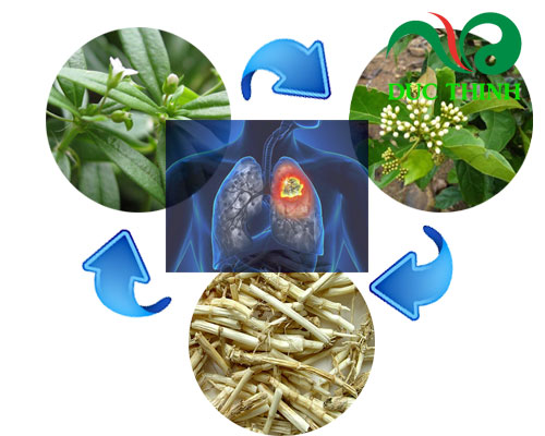 Bài thuốc từ cây lưỡi rắn 